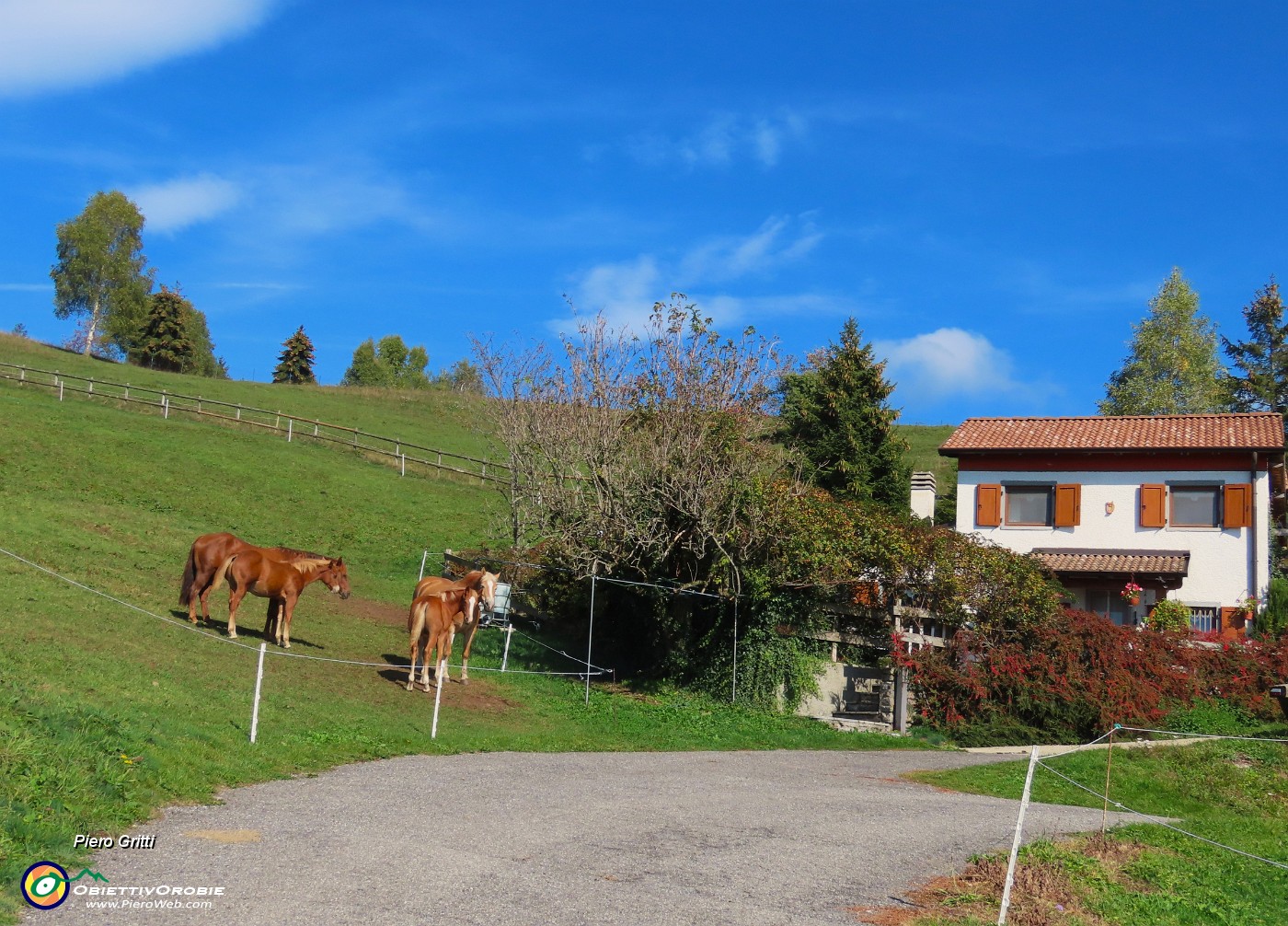06 Famiglia di cavalli al pascolo.JPG